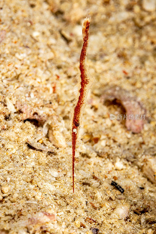 模仿专家，Ocellated Shrimp Tozeuma lanceolatum, Triton湾，西巴布亚省，印度尼西亚